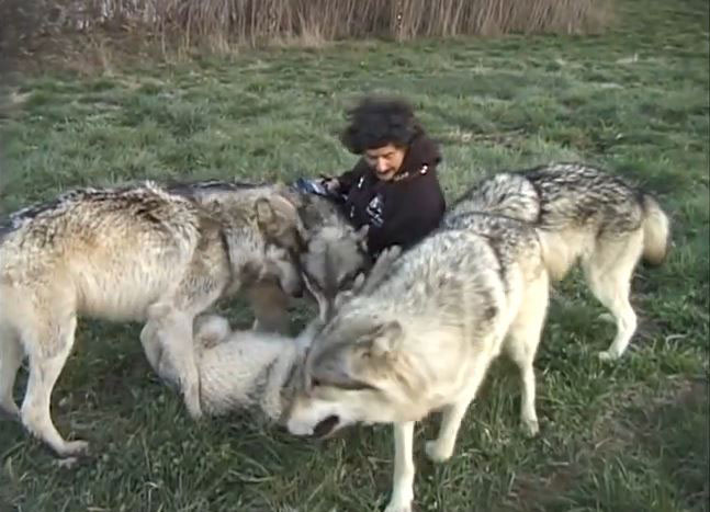 amitie-inattendue-une-meute-de-loups-se-prend-daffection-pour-un-photographe4