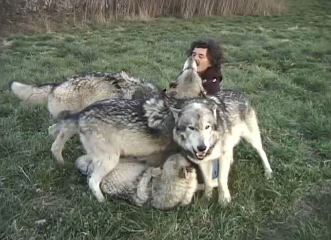 amitie-inattendue-une-meute-de-loups-se-prend-daffection-pour-un-photographe5