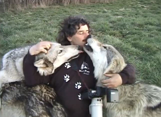 amitie-inattendue-une-meute-de-loups-se-prend-daffection-pour-un-photographe6