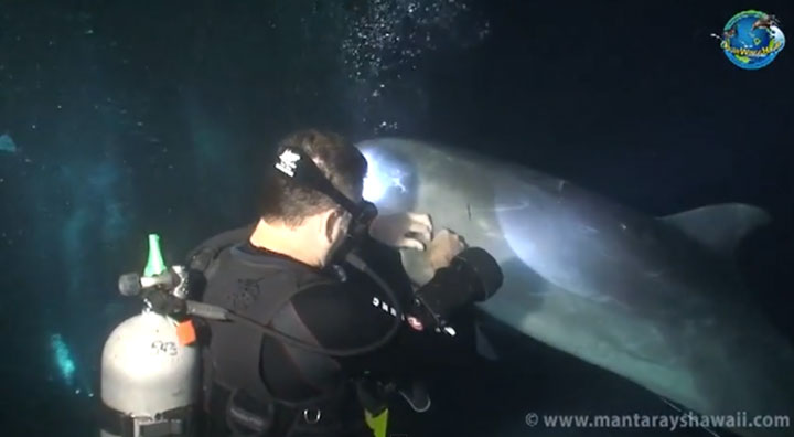 l-histoire-touchante-d-un-dauphin-qui-demande-de-l-aide-a-un-plongeur-pour-le-liberer-d-un-filet-de-peche1