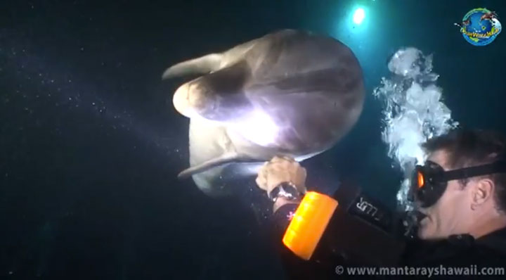 l-histoire-touchante-d-un-dauphin-qui-demande-de-l-aide-a-un-plongeur-pour-le-liberer-d-un-filet-de-peche2