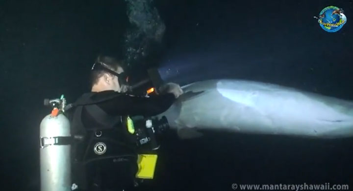 l-histoire-touchante-d-un-dauphin-qui-demande-de-l-aide-a-un-plongeur-pour-le-liberer-d-un-filet-de-peche3