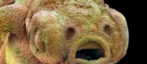 le-monde-insaisissable-de-linfiniment-petit-comme-vous-ne-lavez-jamais-vu-une