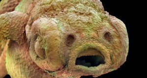 le-monde-insaisissable-de-linfiniment-petit-comme-vous-ne-lavez-jamais-vu-une