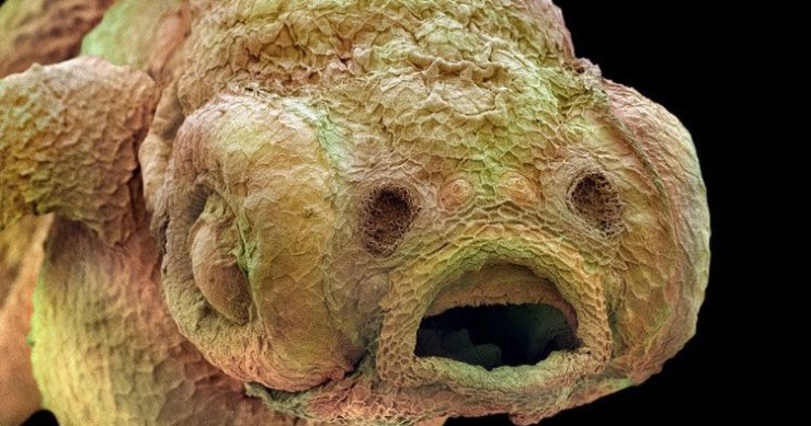 le-monde-insaisissable-de-linfiniment-petit-comme-vous-ne-lavez-jamais-vu-une