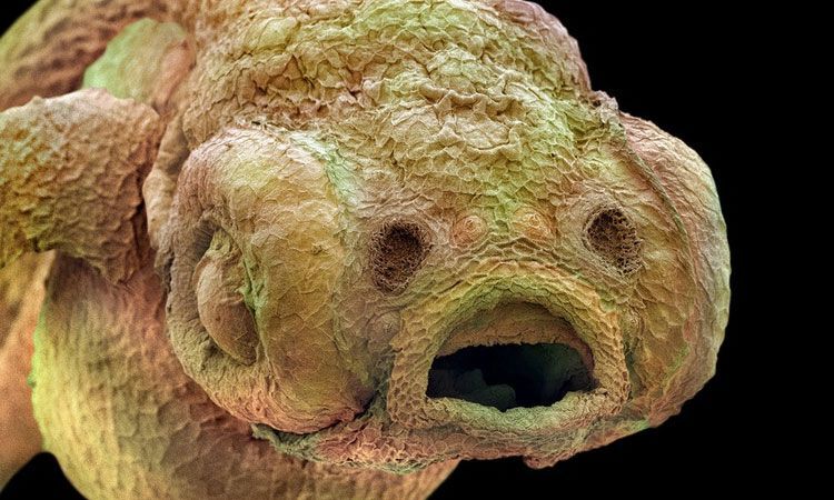 le-monde-insaisissable-de-linfiniment-petit-comme-vous-ne-lavez-jamais-vu-une