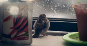 lemouvante-histoire-dun-oisillon-recueilli-et-sauve-par-les-humains-qui-a-finalement-pu-senvoler-et-retrouver-sa-famille-une