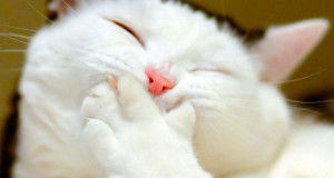 les-humains-nont-qua-bien-se-tenir-19-animaux-qui-nhesitent-pas-a-se-moquer-de-nous-une