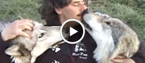 lhistoire-extraordinaire-dun-photographe-devenu-ami-avec-une-meute-de-loups-une1