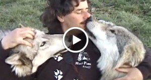 lhistoire-extraordinaire-dun-photographe-devenu-ami-avec-une-meute-de-loups-une1