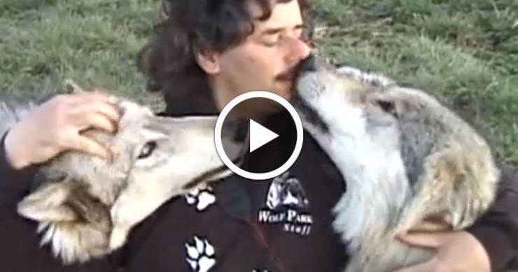 lhistoire-extraordinaire-dun-photographe-devenu-ami-avec-une-meute-de-loups-une1