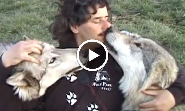 lhistoire-extraordinaire-dun-photographe-devenu-ami-avec-une-meute-de-loups-une1