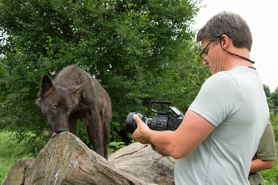 How to Film Wolves in Slo-mo