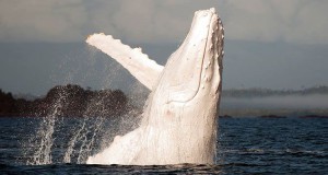 rencontrez-migaloo-la-majestueuse-baleine-blanche-qui-vit-au-large-des-cotes-australienne-une
