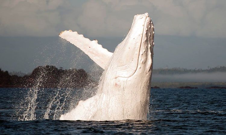 rencontrez-migaloo-la-majestueuse-baleine-blanche-qui-vit-au-large-des-cotes-australienne-une