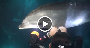 un-dauphin-demande-laide-dun-plongeur-pour-liberer-sa-nageoire-blessee-par-un-filet-de-peche-une