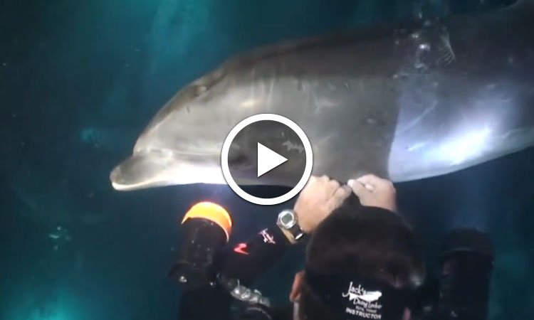 un-dauphin-demande-laide-dun-plongeur-pour-liberer-sa-nageoire-blessee-par-un-filet-de-peche-une