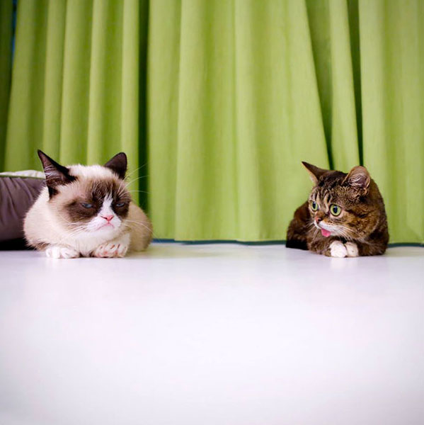 voici-lil-bub-le-chat-le-plus-mignon-du-web-qui-vous-fera-fondre-de-tendresse1
