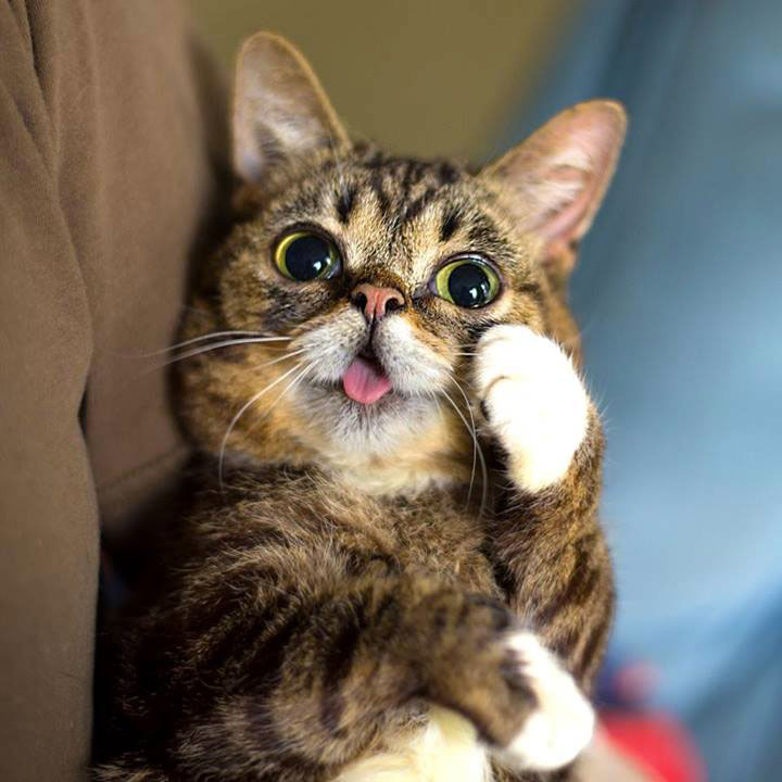 voici-lil-bub-le-chat-le-plus-mignon-du-web-qui-vous-fera-fondre-de-tendresse11