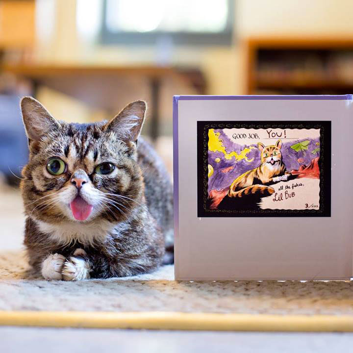 voici-lil-bub-le-chat-le-plus-mignon-du-web-qui-vous-fera-fondre-de-tendresse12