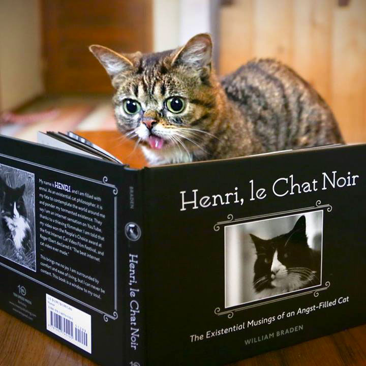 voici-lil-bub-le-chat-le-plus-mignon-du-web-qui-vous-fera-fondre-de-tendresse13