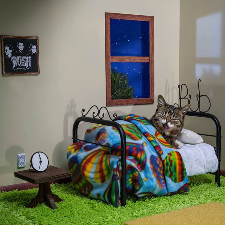 voici-lil-bub-le-chat-le-plus-mignon-du-web-qui-vous-fera-fondre-de-tendresse14