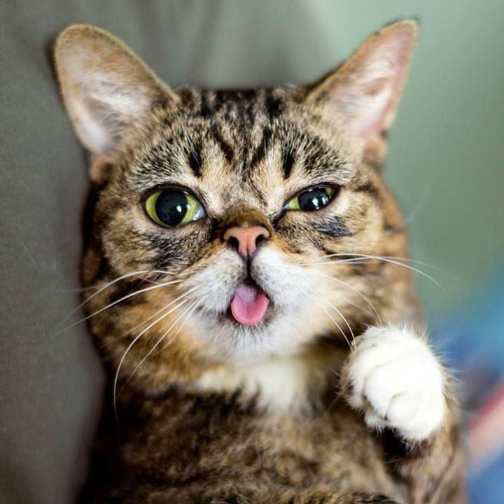 voici-lil-bub-le-chat-le-plus-mignon-du-web-qui-vous-fera-fondre-de-tendresse15