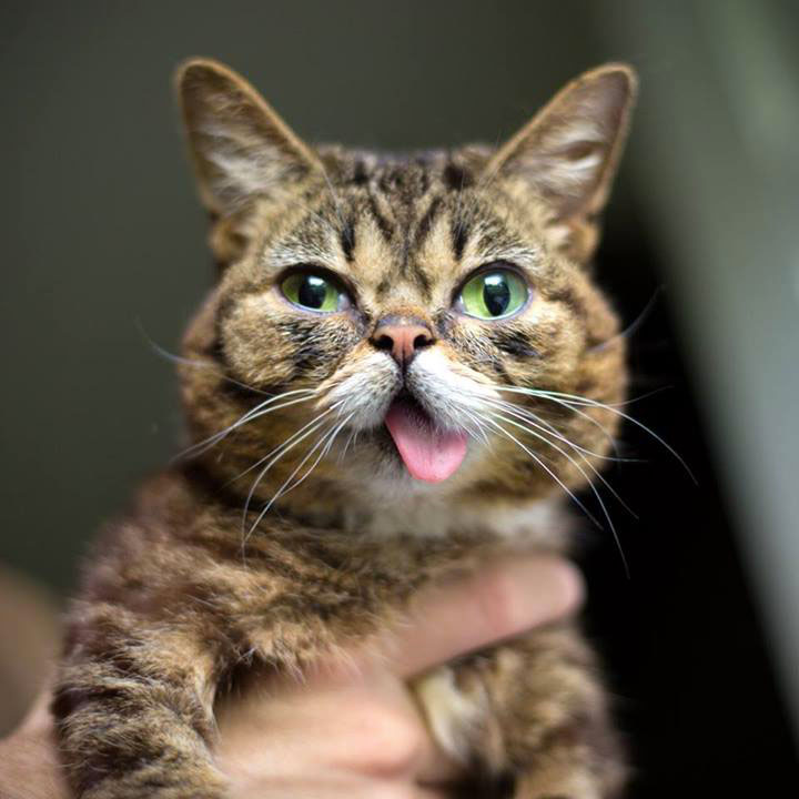 voici-lil-bub-le-chat-le-plus-mignon-du-web-qui-vous-fera-fondre-de-tendresse16