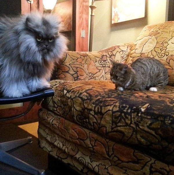 voici-lil-bub-le-chat-le-plus-mignon-du-web-qui-vous-fera-fondre-de-tendresse2