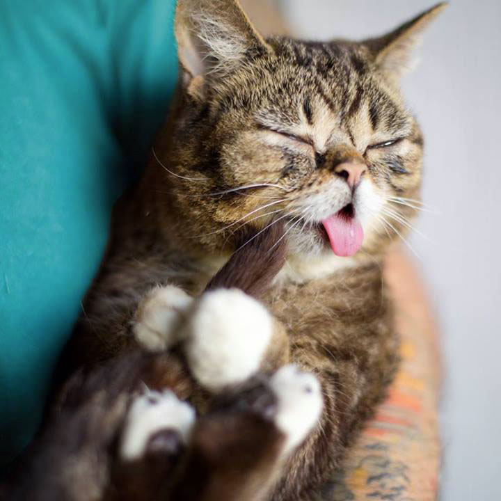 voici-lil-bub-le-chat-le-plus-mignon-du-web-qui-vous-fera-fondre-de-tendresse20
