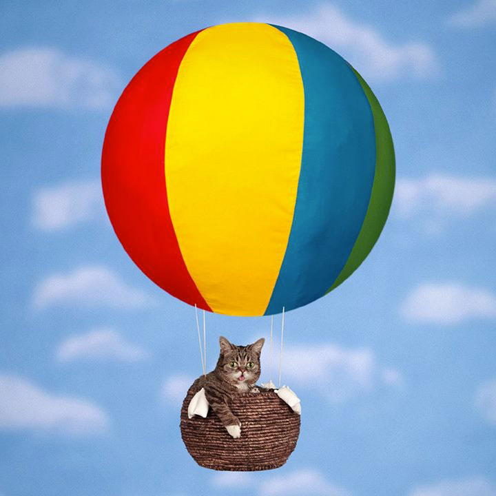 voici-lil-bub-le-chat-le-plus-mignon-du-web-qui-vous-fera-fondre-de-tendresse21