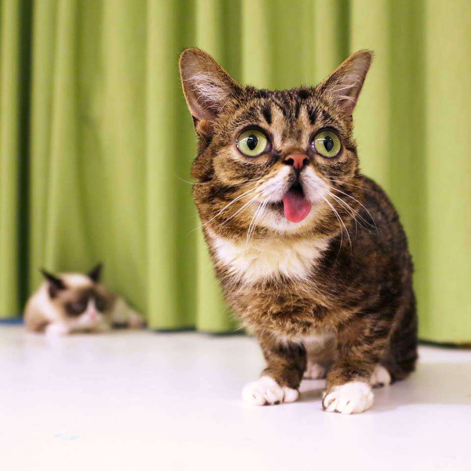 voici-lil-bub-le-chat-le-plus-mignon-du-web-qui-vous-fera-fondre-de-tendresse22