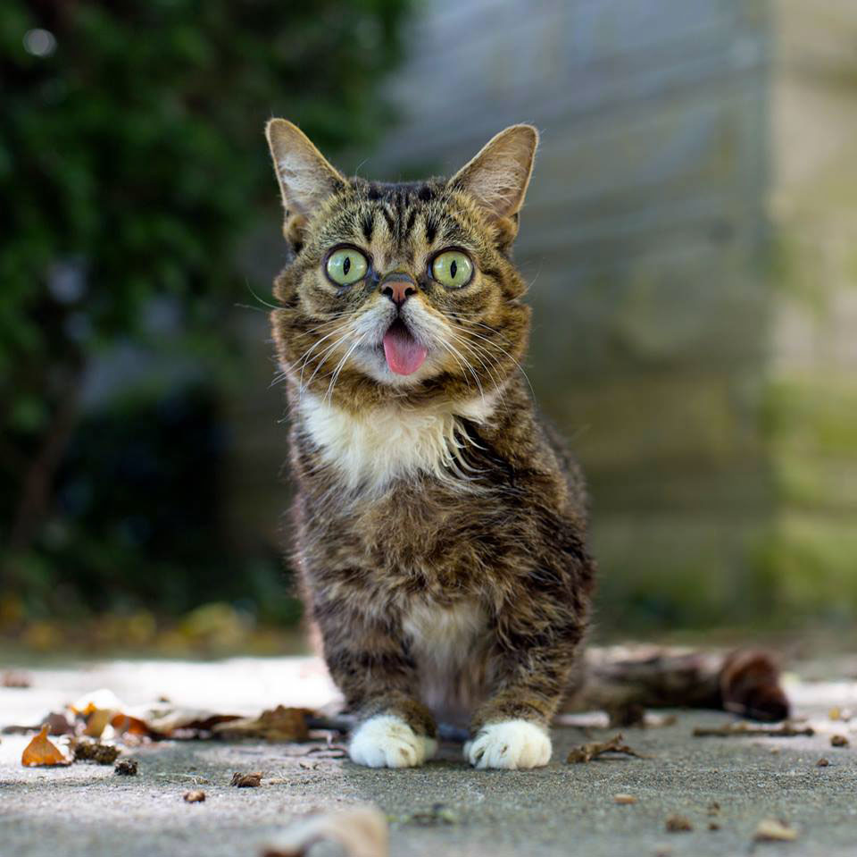 voici-lil-bub-le-chat-le-plus-mignon-du-web-qui-vous-fera-fondre-de-tendresse23