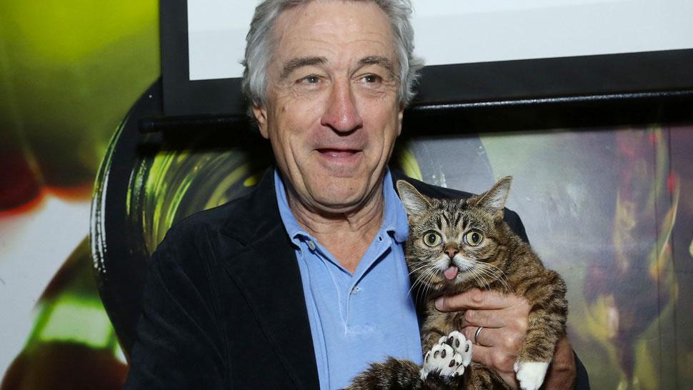 voici-lil-bub-le-chat-le-plus-mignon-du-web-qui-vous-fera-fondre-de-tendresse38