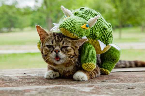 voici-lil-bub-le-chat-le-plus-mignon-du-web-qui-vous-fera-fondre-de-tendresse4