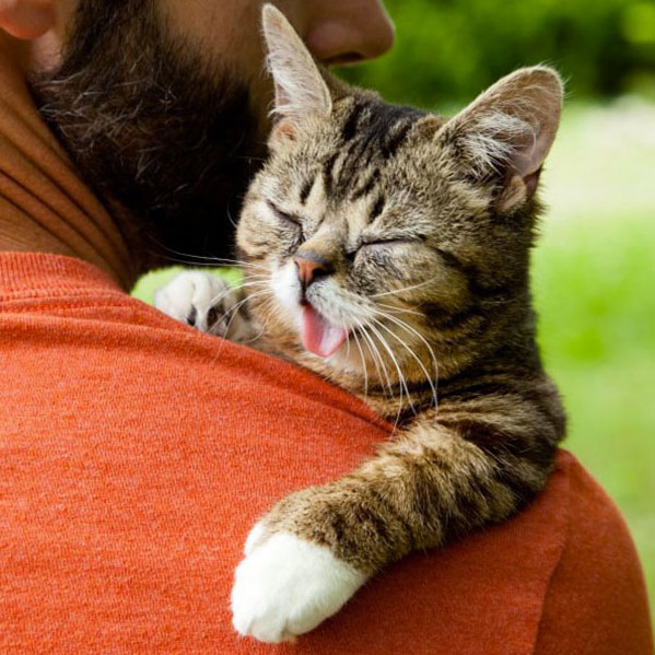 voici-lil-bub-le-chat-le-plus-mignon-du-web-qui-vous-fera-fondre-de-tendresse5