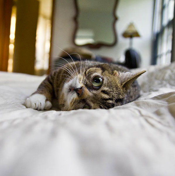 voici-lil-bub-le-chat-le-plus-mignon-du-web-qui-vous-fera-fondre-de-tendresse6