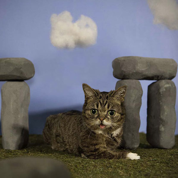 voici-lil-bub-le-chat-le-plus-mignon-du-web-qui-vous-fera-fondre-de-tendresse7
