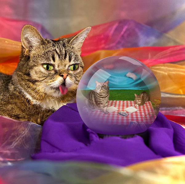 voici-lil-bub-le-chat-le-plus-mignon-du-web-qui-vous-fera-fondre-de-tendresse8