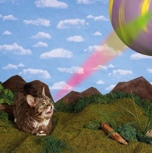 voici-lil-bub-le-chat-le-plus-mignon-du-web-qui-vous-fera-fondre-de-tendresse9