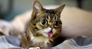 voici-lil-bub-le-chat-le-plus-mignon-du-web-qui-vous-fera-fondre-de-tendresseune