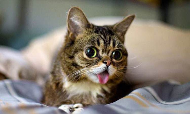 voici-lil-bub-le-chat-le-plus-mignon-du-web-qui-vous-fera-fondre-de-tendresseune