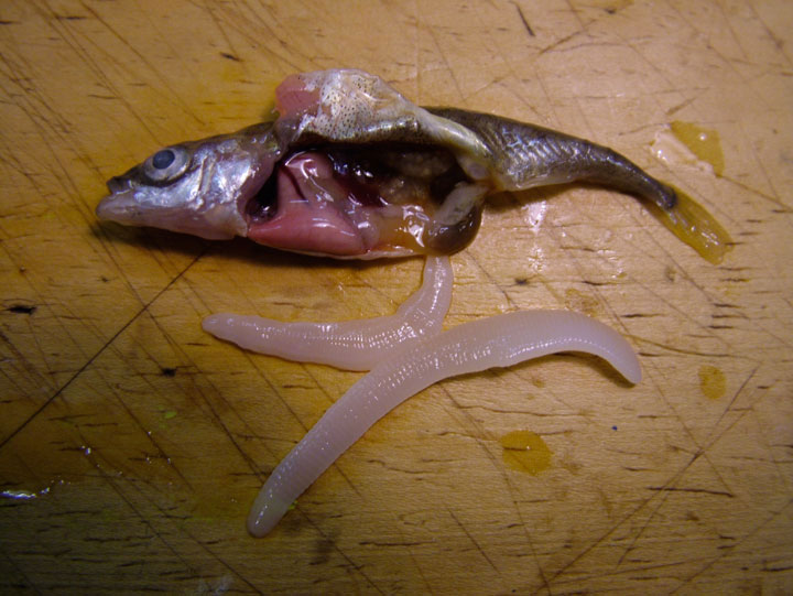 12-effroyables-parasites-qui-prennent-controle-du-corps-de-leur-hote-pour-accomplir-leur-sombre-dessein10