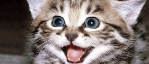 1388117_10202392708958524_1899491259_n