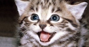 1388117_10202392708958524_1899491259_n