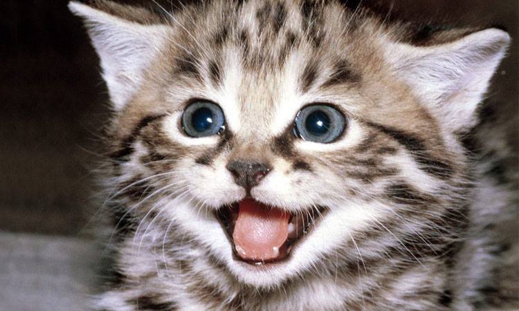 1388117_10202392708958524_1899491259_n