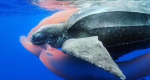 27-photographies-bluffantes-qui-ont-ete-primees-au-wildlife-photographer-2013-une