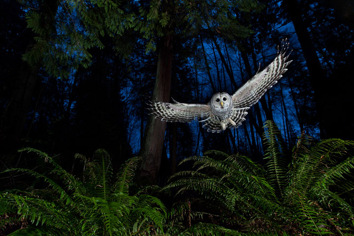 27-photographies-bluffantes-qui-ont-ete-primees-au-wildlife-photographer-20131