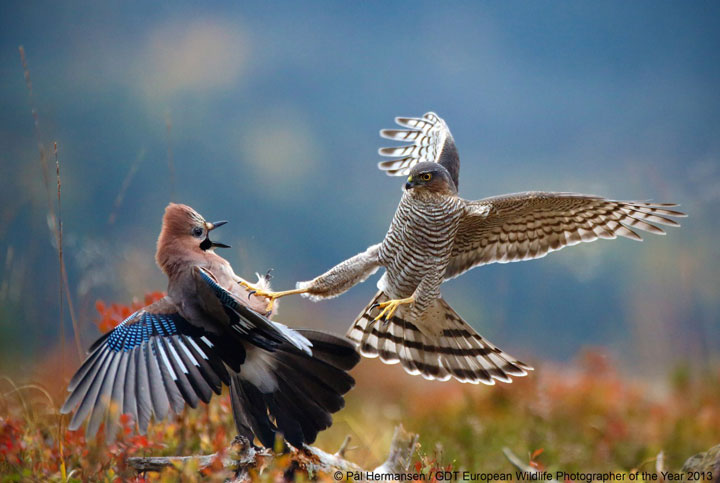 27-photographies-bluffantes-qui-ont-ete-primees-au-wildlife-photographer-201318