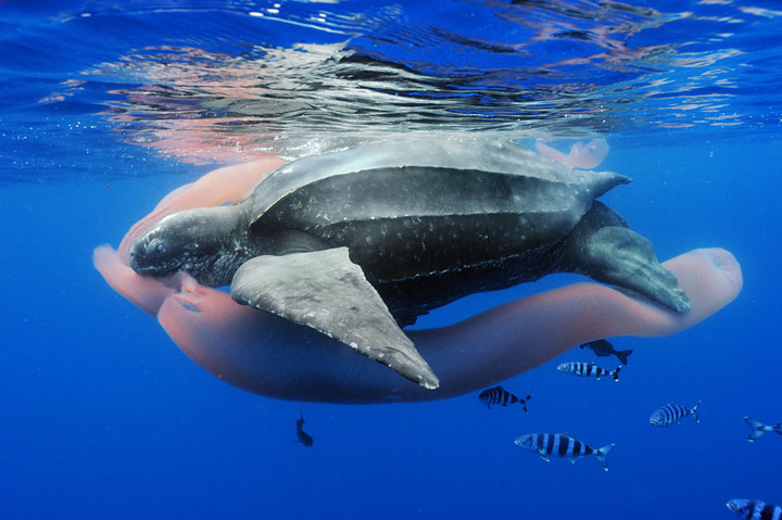 27-photographies-bluffantes-qui-ont-ete-primees-au-wildlife-photographer-201321